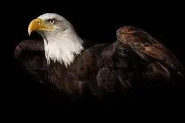 Bald eagle with wings partially spread on a black background.